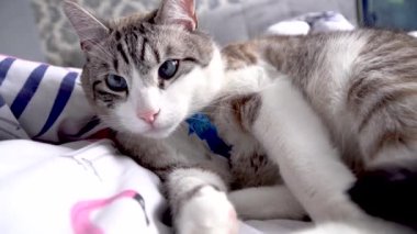 kedi gözleri, kedi gözleri, kedi gözleri, doğa, hayvanlar, kedi, hayvan, hayvan, hayvan, hayvan gözleri, kedi, kedi yavrusu, yerli, kürk, göz, şirin, yüz, portre, burun, kedi, kedi, beyaz, hayvanlar, bıyıklar, gri, yakın çekim, yeşil, memeli, kediler, tekir, saç