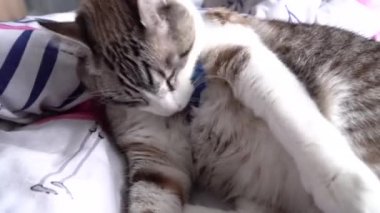 kedi gözleri, kedi gözleri, kedi gözleri, doğa, hayvanlar, kedi, hayvan, hayvan, hayvan, hayvan gözleri, kedi, kedi yavrusu, yerli, kürk, göz, şirin, yüz, portre, burun, kedi, kedi, beyaz, hayvanlar, bıyıklar, gri, yakın çekim, yeşil, memeli, kediler, tekir, saç