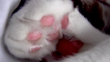 kedi gözleri, kedi gözleri, kedi gözleri, doğa, hayvanlar, kedi, hayvan, hayvan, hayvan, hayvan gözleri, kedi, kedi yavrusu, yerli, kürk, göz, şirin, yüz, portre, burun, kedi, kedi, beyaz, hayvanlar, bıyıklar, gri, yakın çekim, yeşil, memeli, kediler, tekir, saç