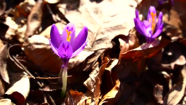 Crocus Erdőben Virág Crocus Tavasz Természet Lila Növény Makró Virágzás — Stock videók