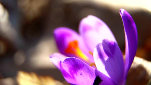 Crocus Erdőben Virág Crocus Tavasz Természet Lila Növény Makró Virágzás — Stock videók