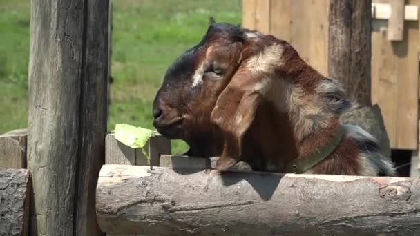 Goat Farm Horse Animal Farm Brown Nature Mammal Pony Grass — Stockvideo