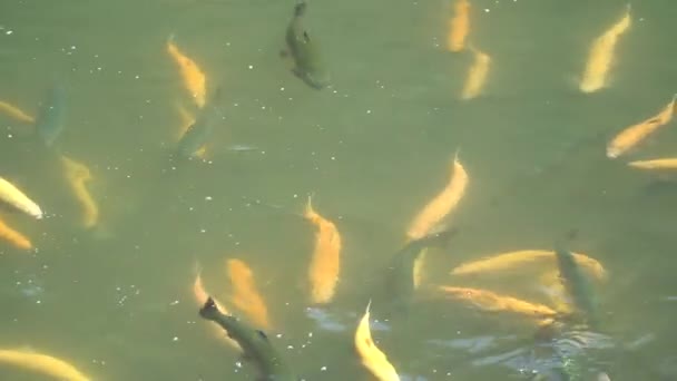Pstrąg Ryba Woda Podwodny Koi Staw Morze Jezioro Akwarium Ocean — Wideo stockowe