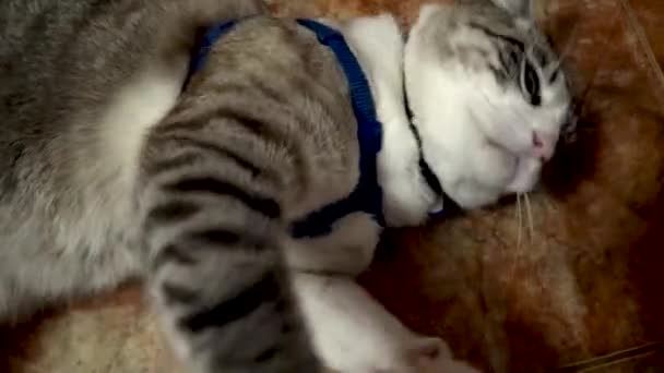 Ojos Gato Ojos Grandes Ojos Gato Naturaleza Animales Gato Animal — Vídeos de Stock
