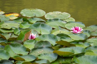 Pembe su zambağı, su, çiçek, havuz, zambak, nilüfer, nilüfer, pembe, doğa, göl, yeşil, nilüfer, bahçe, bitki, yaprak, yapraklar, su zambağı, çiçek, beyaz, park, çiçek, su çiçeği.