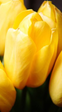 Sarı lale, çiçek, gül, sarı, doğa, çiçekler, taç yaprakları, lale, güller, makro, güzellik, çiçek, çiçek, çiçek, aşk, bitki, bahar, çiçek, kapanış, laleler, güzel, kırmızı, taç yaprak, turuncu, çiçek, çiçek, bahçe.