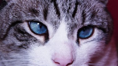 kedi pozu, kedinin büyük gözleri, yakın çekim tohumu, büyük kedi arka planı, kedi, hayvan, hayvan, gözler, kedi yavrusu, kedi, kedi, evcil, göz, sevimli, kedi, kürk, portre, yüz, bak, evcil hayvanlar, gri, beyaz, yeşil, tekir, bıyık, memeli, mavi, yakın plan, saç, kafa