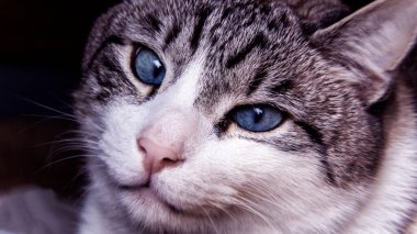 kedi pozu, kedinin büyük gözleri, yakın plan tohumu, kedi arka plan, kedi, hayvan, kedi, kedi, göz, kürk, şirin, portre, kedi, evcil hayvan, tekir, göz, yüz, yeşil, memeli, bak, beyaz, bıyık, gri, saç, hayvan, doğa,