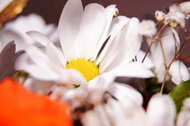 beyaz papatya, çiçekler, hediye, doğa, çiçekli arka plan, kompozisyon, ikebana, çiçek, papatya, doğa, beyaz, bitki, bahar, çiçekler, çiçek, çiçek, çiçek, çiçek, çiçek, çiçek, bahçe, yaz, yeşil, yakın plan, güzel, güzel