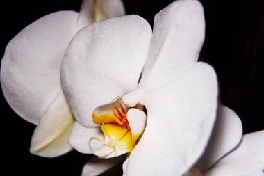 Beyaz orkideler, büyük çiçek çiçekleri, arka plan, doğa, cymbidium bileşimi, flora, güzellik, duyarlılık, hediye, arka plan, cymbidium güzellik, kompozisyon, cymbidium flora, çiçek hediyesi, büyük doğa, orkide, orkide, orkide 