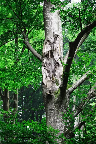 Árvore Floresta Árvore Floresta Natureza Verde Árvores Tronco Folhas Velho — Fotografia de Stock