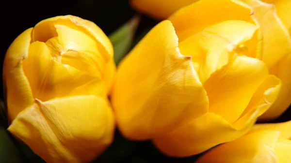 Желтый Тюльпан Крупным Планом Цветок Роза Желтый Природа Цветы Лепестки — стоковое фото