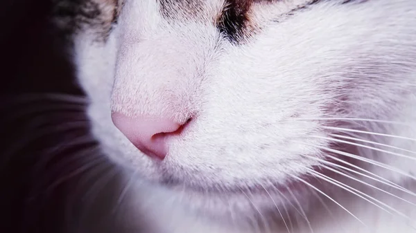 Gatto Posa Grandi Occhi Gatto Ravvicinato Seme Grande Fondo Gatto — Foto Stock