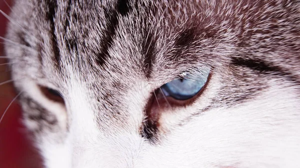 Kot Pozowanie Duże Oczy Kota Zbliżenie Nasienie Duży Kot Tło — Zdjęcie stockowe