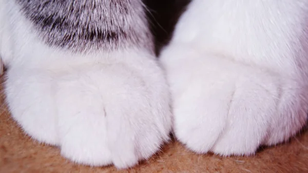 kedi pozu, kedinin büyük gözleri, yakın çekim tohumu, büyük kedi arka planı, kedi, hayvan, hayvan, gözler, kedi yavrusu, kedi, kedi, evcil, göz, sevimli, kedi, kürk, portre, yüz, bak, evcil hayvanlar, gri, beyaz, yeşil, tekir, bıyık, memeli, mavi, yakın plan, saç, kafa