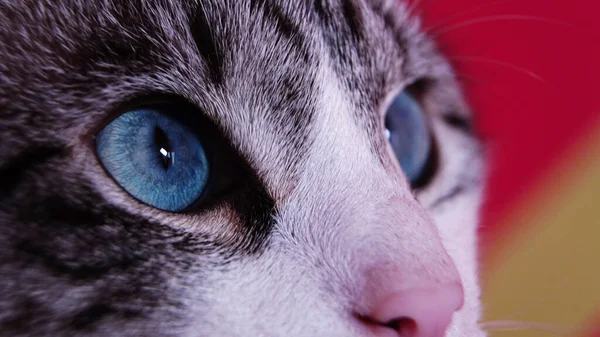 Katze Posiert Große Augen Einer Katze Nahaufnahme Samen Große Katze — Stockfoto