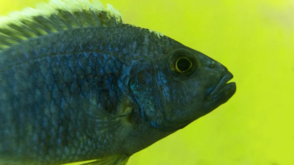 Acuario Peces Cíclidos Naturaleza Peces Fondo Acuario Con Cíclidos Peces — Foto de Stock