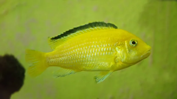 Akvarium Fisk Cichlids Natur Fisk Bakgrund Akvarium Med Cichdids Fisk — Stockfoto