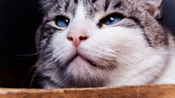 Kat Poseren Grote Ogen Van Een Kat Close Zaad Grote — Stockfoto