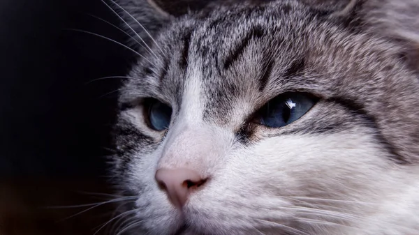 Kot Pozowanie Duże Oczy Kota Zbliżenie Nasienie Duży Kot Tło — Zdjęcie stockowe