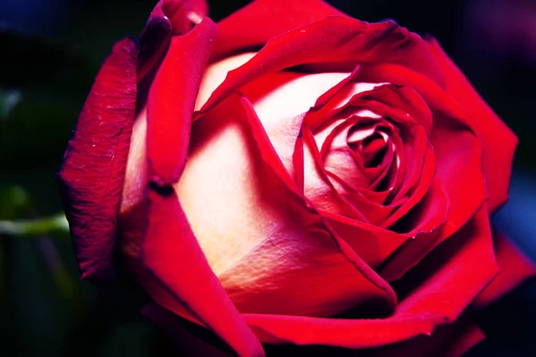 red rose, flower large, macro, rose of love, background, fun, red, flower bud, rose petals,rose, red, flower, love, valentine, roses, romance, petals, nature, macro, romantic, bouquet, beautiful, beauty, flowers, passion, gift, pink, white, bloom