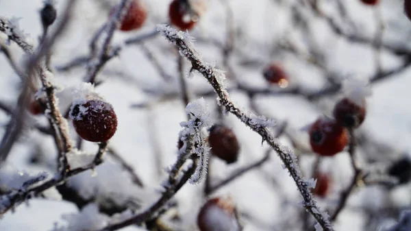 Rote Beeren Schnee Winter Schnee Baum Natur Kälte Frost Zweig — Stockfoto