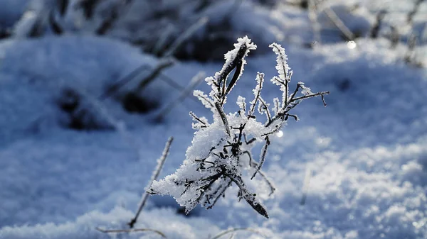 Schnee Bedeckte Zweige Winter Schnee Frost Baum Natur Zweig Kälte — Stockfoto