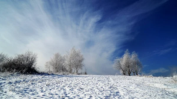 Neve Coberto Árvores Inverno Neve Árvore Paisagem Frio Céu Natureza — Fotografia de Stock