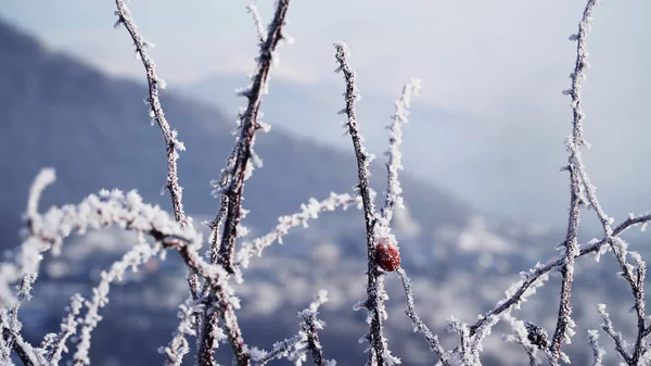 Schnee Bedeckte Zweige Winter Schnee Frost Baum Natur Zweig Kälte — Stockfoto