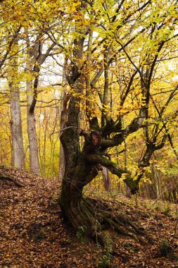 Transcarpathia 'da altın sonbahar, ağaç, orman, sonbahar, doğa, ağaçlar, düşme, ahşap, manzara, park, yapraklar, yaprak, mevsim, orman, yeşil, gövde, yeşillik, yaprak, patika, eski, sarı, dal, açık alan, orman, doğal, güneş, açık hava