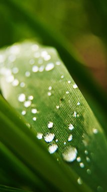 Damlacıklardaki çimenler, arka plan, tahta, konserve, temiz, bulutlar, emekleme, damlacıklar, herkes, çiftlik, zemin, jeoloji, çimenler, yarısı, at, buz, yaprak, dağ, doğa,