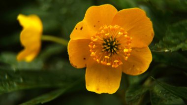 Anemne, çiçek, çiçek, bahar çiçekleri, çiçek, sarı, doğa, bahçe, bitki, bahar, yeşil, makro, çiçekler, portakal, yaz, çiçek, çiçek, çiçek, çiçek, çiçek, güzel, taç yapraklar, kapak, çiçek, yapraklar, renk, mevsim