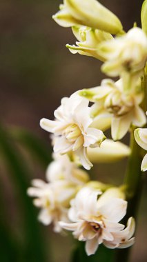Sümbül çiçeği, ev bahçesi, doğa, hava anemne, sonbahar, arka plan, çiçek, tahta, konserve, temiz, bulut, sürünme, erken damlacıklar, herkesin çiftliği, zemin, çiçek, çiçek, bahçe, jeoloji, çimen, ev, at, sümbül, yaprak, lökosum, makro 
