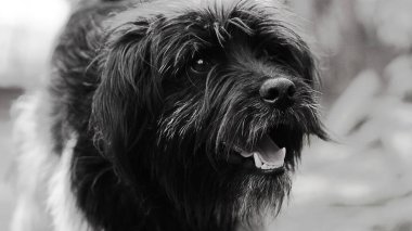 Bir köpek, köpek, terrier, evcil hayvan, köpek, köpek, köpek, köpek, köpek, şirin, Yorkshire, siyah, memeli, portre, kürk, cins, evcil hayvan, saç, schnauzer, hayvanlar, izole, kahverengi, yorkie, beyaz, arkadaş, dil, sevimli, küçük