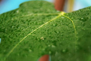 Su damlalarındaki yeşil yaprak, yaprak üzerindeki su, su damlacıkları, bitki, arkaplan, doğa, yaşam yaprağı, su, yeşil, damla, doğa, çiy, bitki, yağmur, ıslak, makro