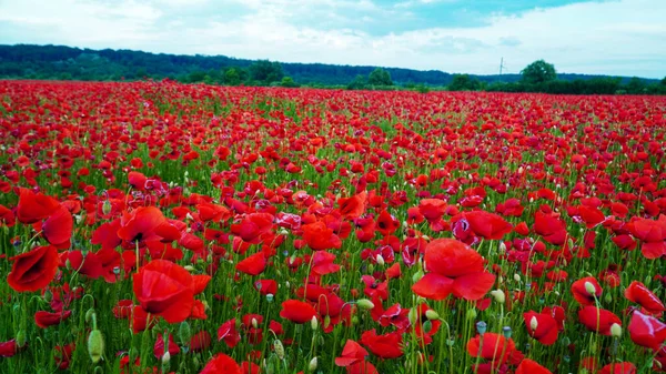 Herinnering Papaver Veld Met Klaprozen Natuur Bergen Rode Bloemen Rood — Stockfoto