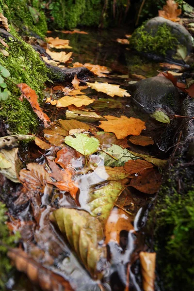 Podzimní Voda Zakarpatska Podzim List Příroda Listy Podzim Les Strom — Stock fotografie