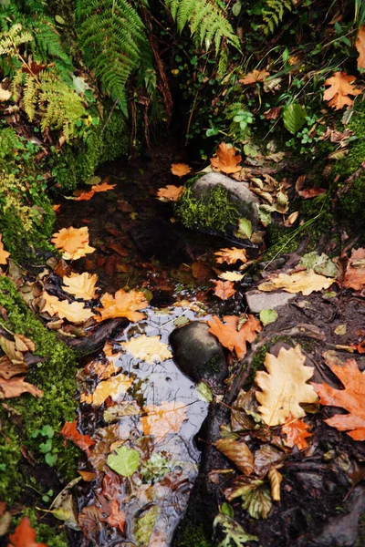 Agua Otoño Transcarpathia Otoño Hoja Naturaleza Hojas Caída Bosque Árbol —  Fotos de Stock