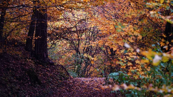 Golden Autumn Transcarpathia Autumn Forest Fall Nature Tree Trees Leaves — Stock Photo, Image