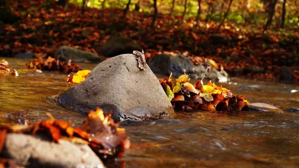 Água Outono Transcarpathia Água Rio Córrego Cachoeira Natureza Outono Floresta — Fotografia de Stock