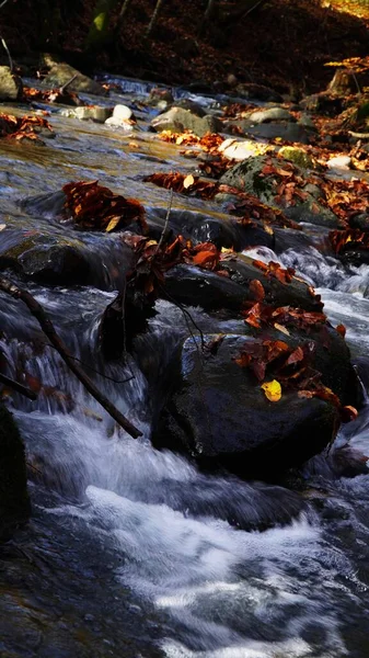 Podzimní Voda Zakarpatska Voda Řeka Potok Vodopád Příroda Podzim Les — Stock fotografie