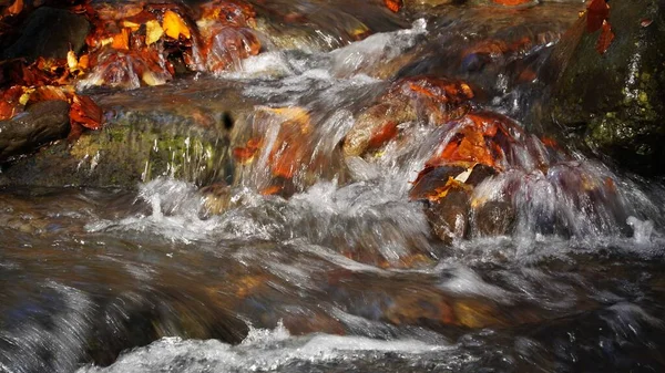 Autumn Water Transcarpathia Water River Stream Waterfall Nature Autumn Forest — Stock Photo, Image