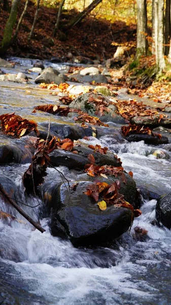 Água Outono Transcarpathia Água Rio Córrego Cachoeira Natureza Outono Floresta — Fotografia de Stock