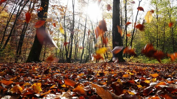 Transcarpathia 'da altın sonbahar, sonbahar, orman, yapraklar, sonbahar, doğa, ağaç, yaprak, ağaçlar, park, mevsim, manzara, sarı, yeşillik, turuncu, yol, kırmızı, orman, ahşap, akçaağaç, yeşil, renk, yol, kahverengi, sis