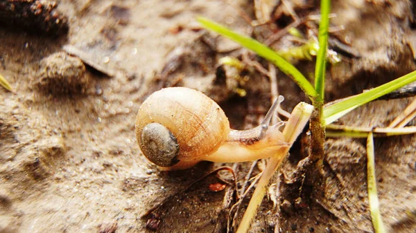 Escargot Sur Herbe Vert Nature Insecte Fleur Plante Feuille Macro — Photo