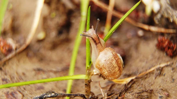 Snail Grass Green Nature Insect Flower Plant Leaf Macro Mantis — Φωτογραφία Αρχείου