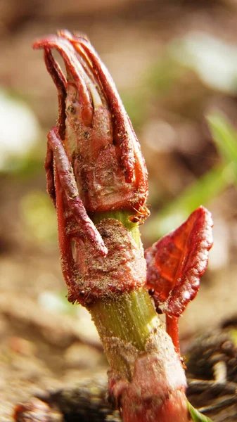 Red Yellow Flower Food Red Flower Plant Green Nature Leaf — Stockfoto