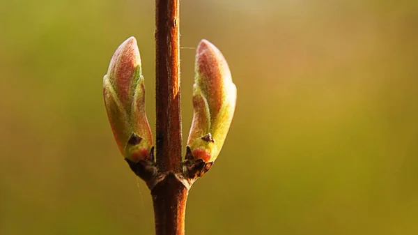 bahar tomurcukları erir, herşey hayata gelir, çiçek, bahar, doğa, tomurcuk, ağaç, bitki, pembe, yeşil, manolya, çiçek, çiçek, bahçe, çiçek, makro, dal, yaprak, kırmızı, kapanış, çiçek, çiçek, çiçek, çiçek, çiçek, çiçek, çiçek, mevsim, gül, yaz
