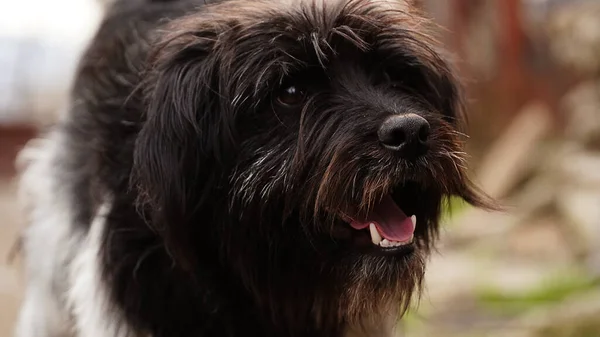 Bir köpek, köpek, terrier, evcil hayvan, köpek, köpek, köpek, köpek, köpek, şirin, Yorkshire, siyah, memeli, portre, kürk, cins, evcil hayvan, saç, schnauzer, hayvanlar, izole, kahverengi, yorkie, beyaz, arkadaş, dil, sevimli, küçük