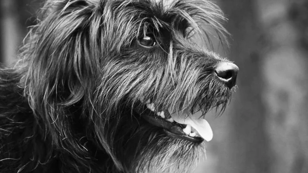 Bir Köpek Köpek Terrier Evcil Hayvan Köpek Köpek Köpek Köpek — Stok fotoğraf